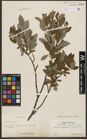 Foto von Salix phylicifolia L.
